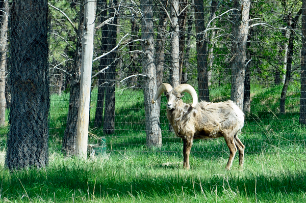 Big Horn Sheep at Bear Country USA